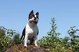 BOSTON TERRIER 013